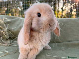 Mini Lop rabbits Mini Lop bunnies - Advert 1