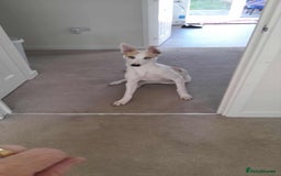Mixed Breed dogs for sale: Lurcher - Image 2
