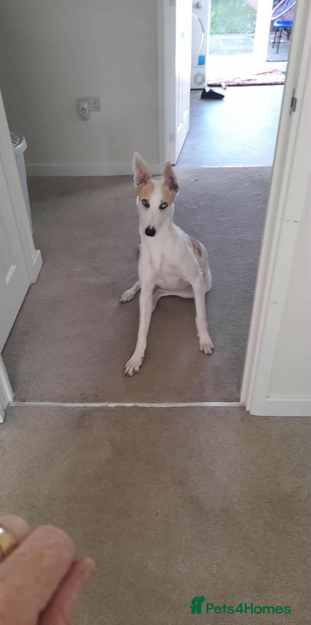 Mixed Breed dogs for sale: Lurcher - Image 2