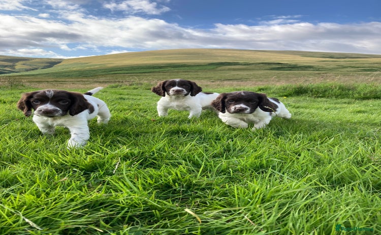 English Springer Spaniel dogs - Advert 1