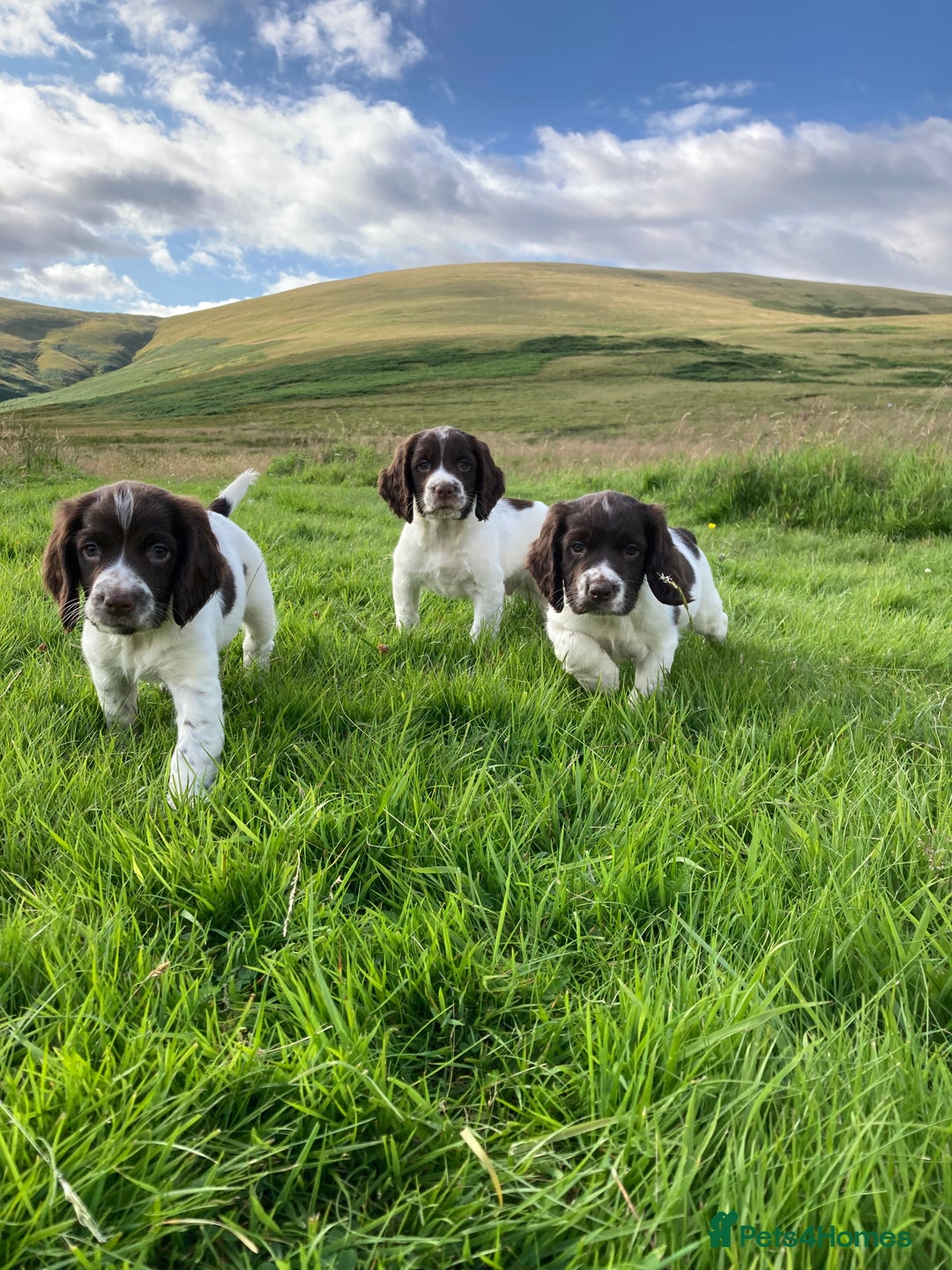 English Springer Spaniel dogs for sale: English Springer Spaniel Pups  - Image 2