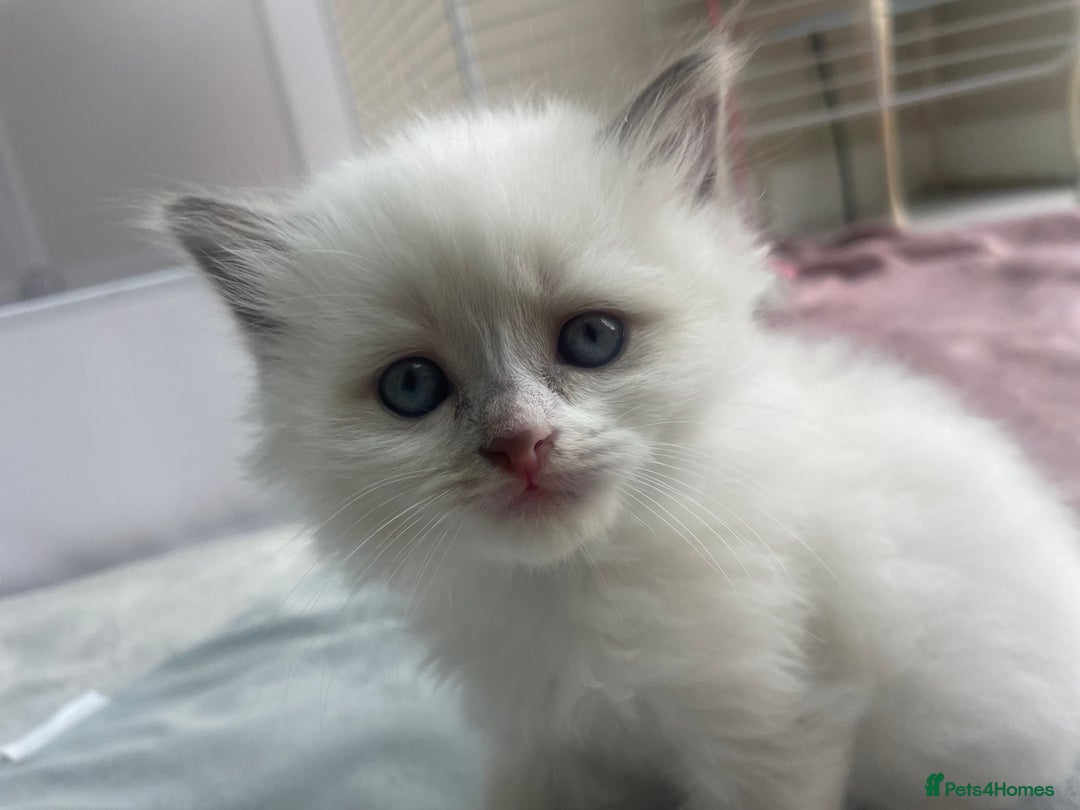 Siberian cats for sale: Siberian Neva masquerade kittens  - Image 17