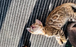Bengal cats for sale: Pure breed bengals  - Image 3
