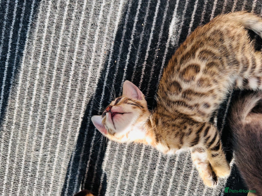 Bengal cats for sale: Pure breed bengals  - Image 3