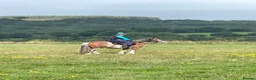 Other Breed horses for sale: 13hh-13.2hh Flashy Blagdon Cob - Advert 9