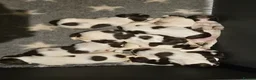 English Springer Spaniel dogs for sale: Working English Springer Spaniel Pups - Advert 5