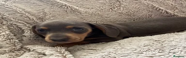 Dachshund 1