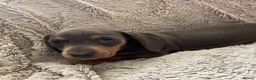 Dachshund dogs for sale: Beautiful Dachshund puppies  - Advert 14