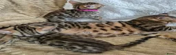 Bengal cats for sale: Bengal in Fraserburgh - Advert 14