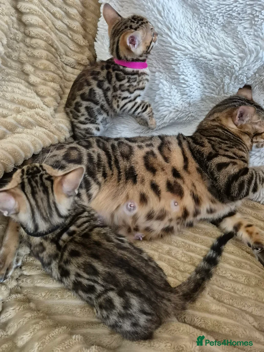 Bengal cats for sale: Bengal in Fraserburgh - Advert 14