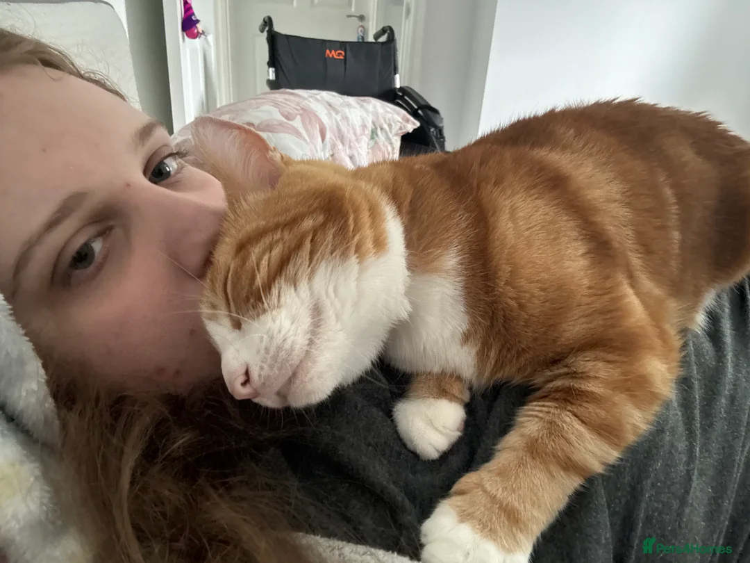 Mixed Breed cats for sale: Marla cat she’s 3 not 2 I can’t change  - Advert 39