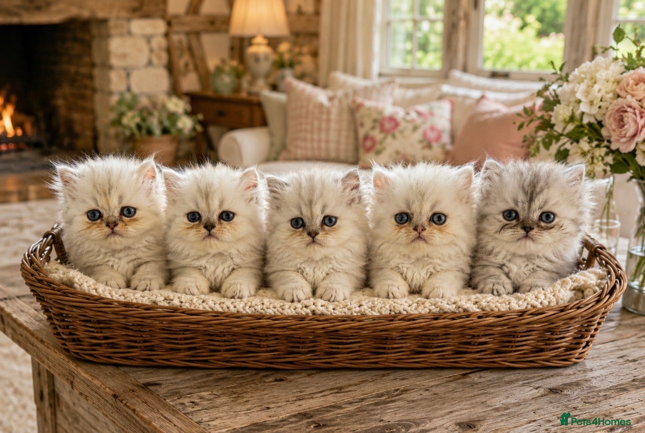 Persian cats Healthy dollface luxurious chinchilla Persians  - Advert 13