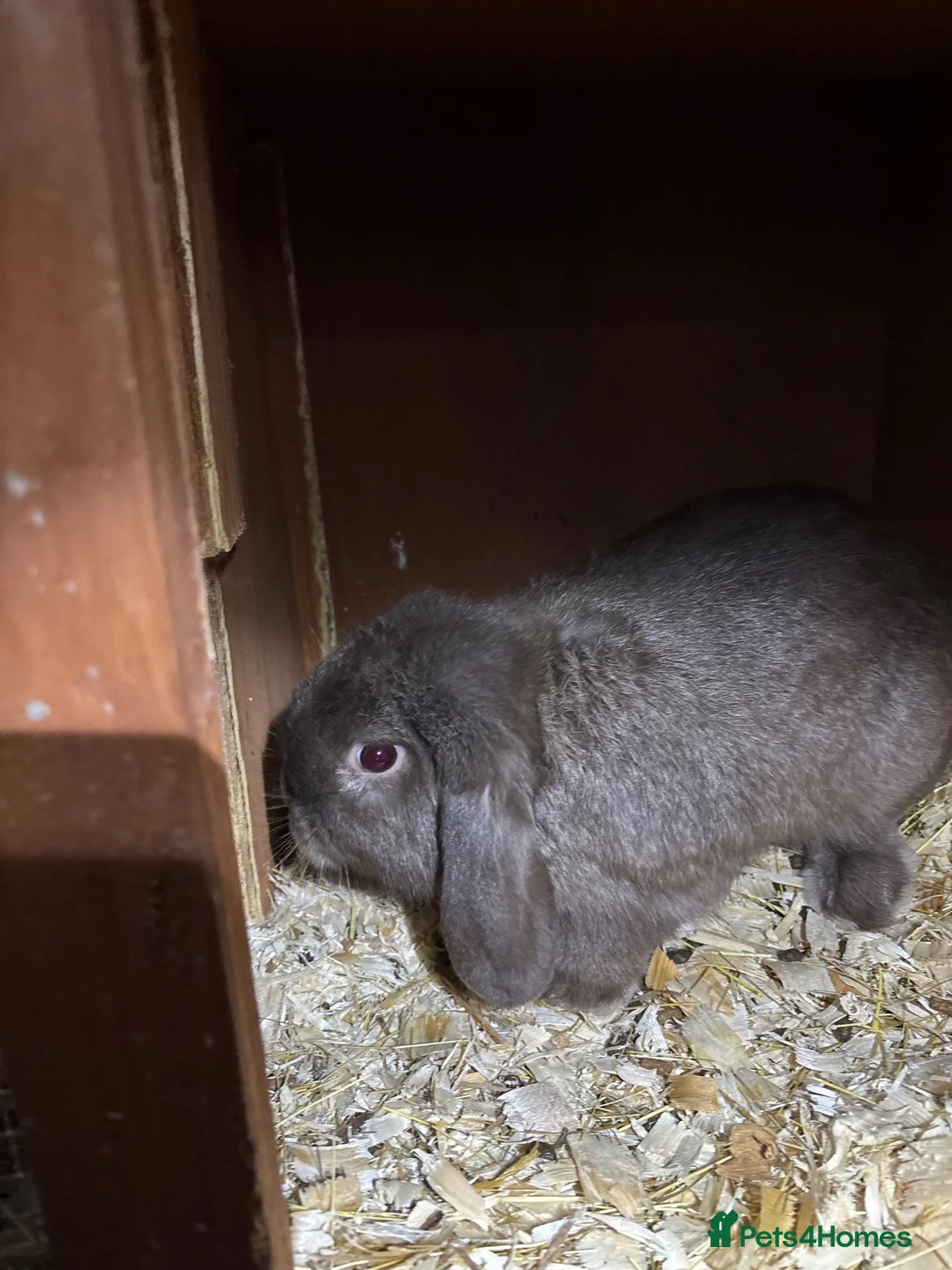 Mini Lop rabbits for sale: Pedigree mini lop bucks in Carlisle - Advert 2