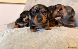Miniature Dachshund dogs for sale: Miniature Dachshund - Advert 7