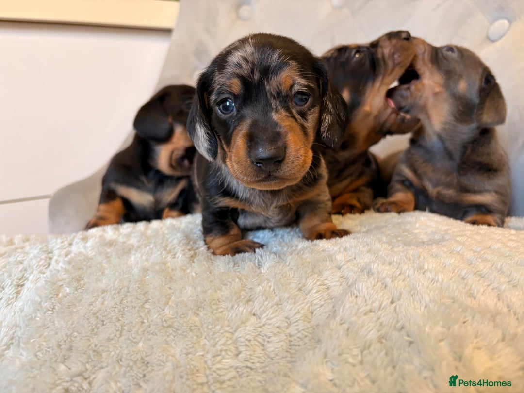 Miniature Dachshund dogs for sale: Miniature Dachshund - Advert 7