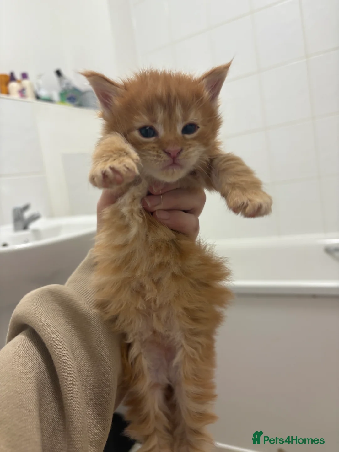 Maine Coon cats for sale: TICA registered Maine coon kittens - Advert 10