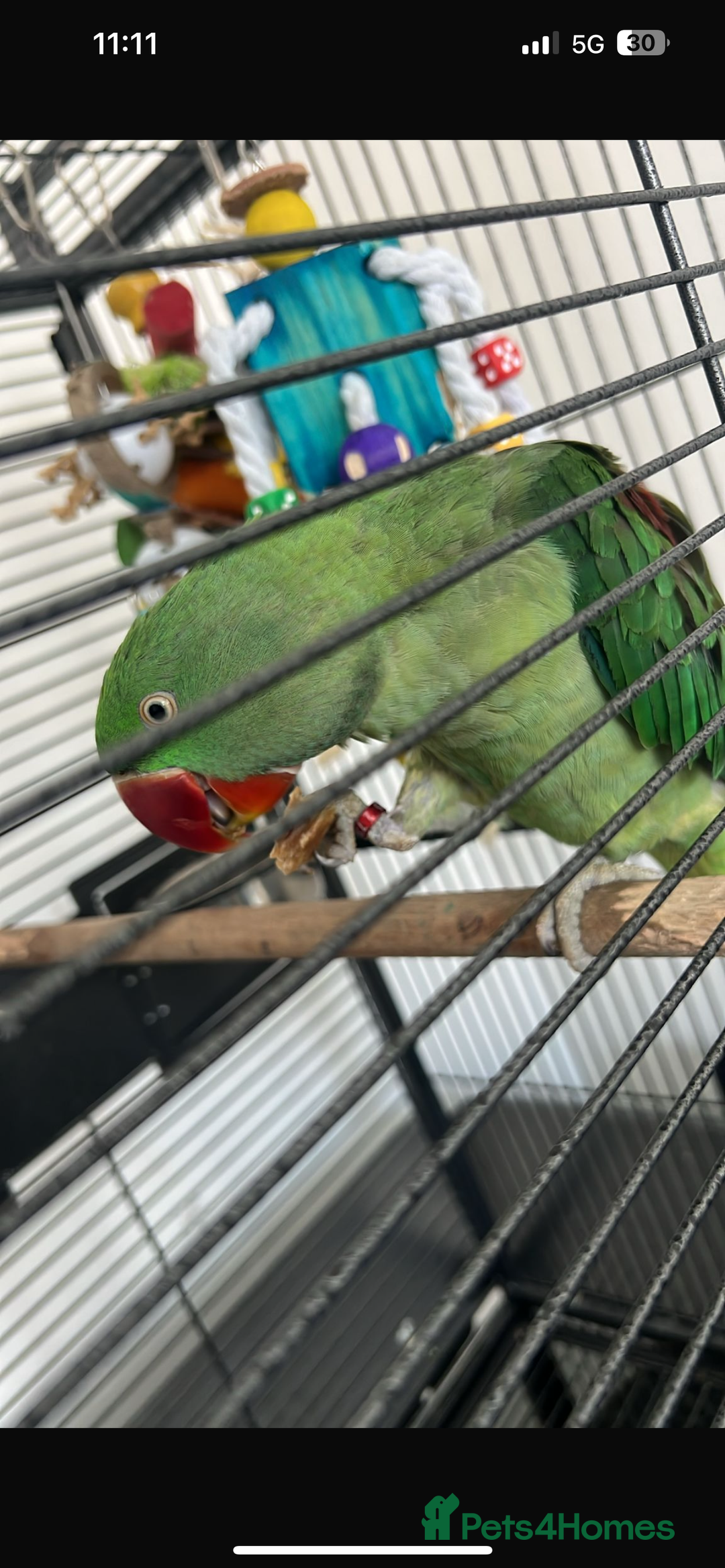 Parrots birds for sale: Ring neck Parrot  - Image 3