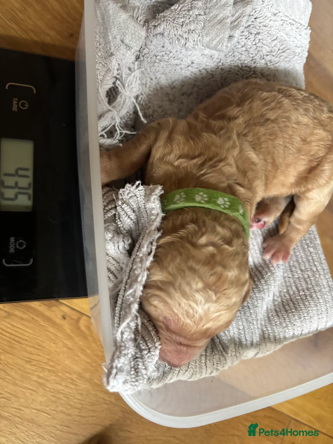 Double Doodle dogs for sale: Beautiful double doodles from family pet - Advert 39