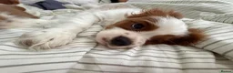 Cavalier King Charles Spaniel dogs for sale: “KC Registered Blenheim Cavalier King Charles Sp - Advert 2