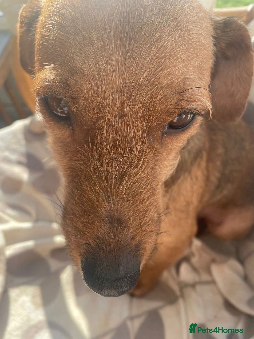 Mixed Breed dogs for adoption: ROSIE FOR ADOPTION IN CORNWALL/DEVON - Advert 5