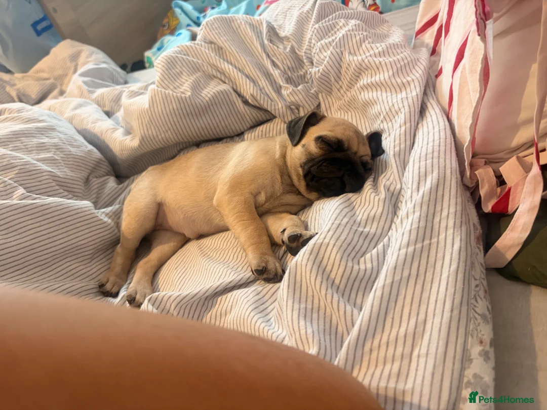 Pug dogs for sale: 9 week old pug girl  - Advert 3