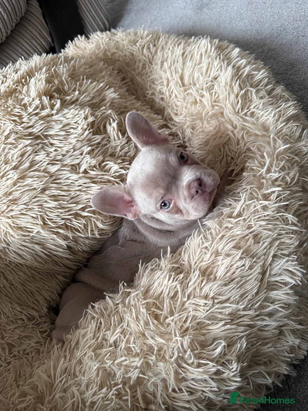 French Bulldog dogs for sale: KC registered French bulldog puppy - Advert 10