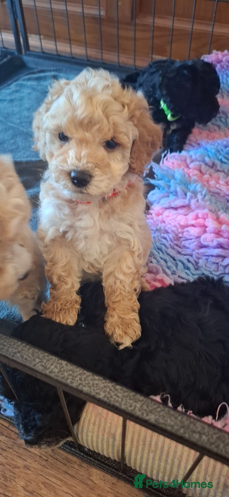 Lhasapoo dogs Gorgeous Lhachon/Poodle - Advert 1