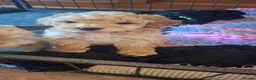 Lhasapoo dogs for sale: Gorgeous Lhachon/Poodle - Advert 11