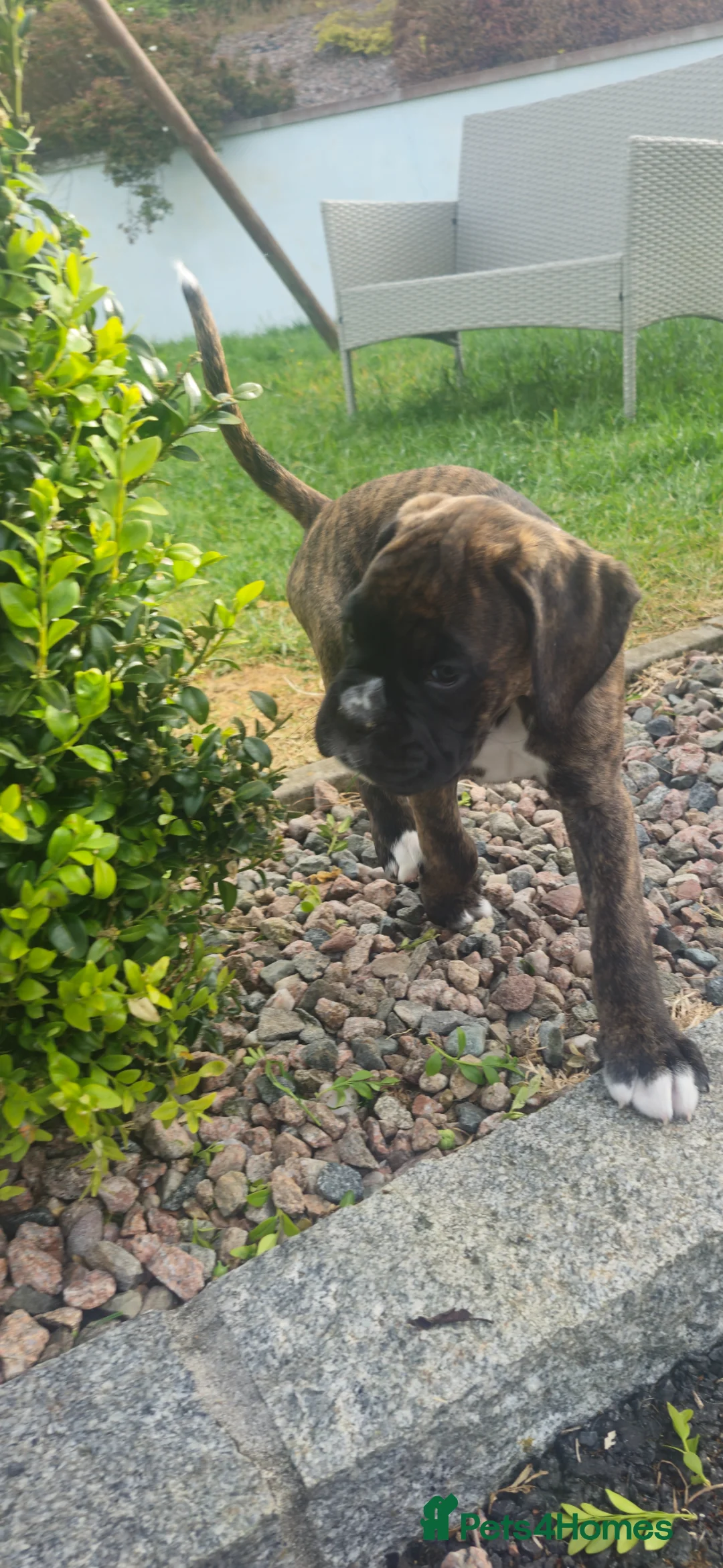Boxer dogs for sale: Pedigree Boxer pups - Advert 2