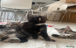 Mixed Breed cats for sale: 5 Adorable Mixed Breed Kittens - Image 8