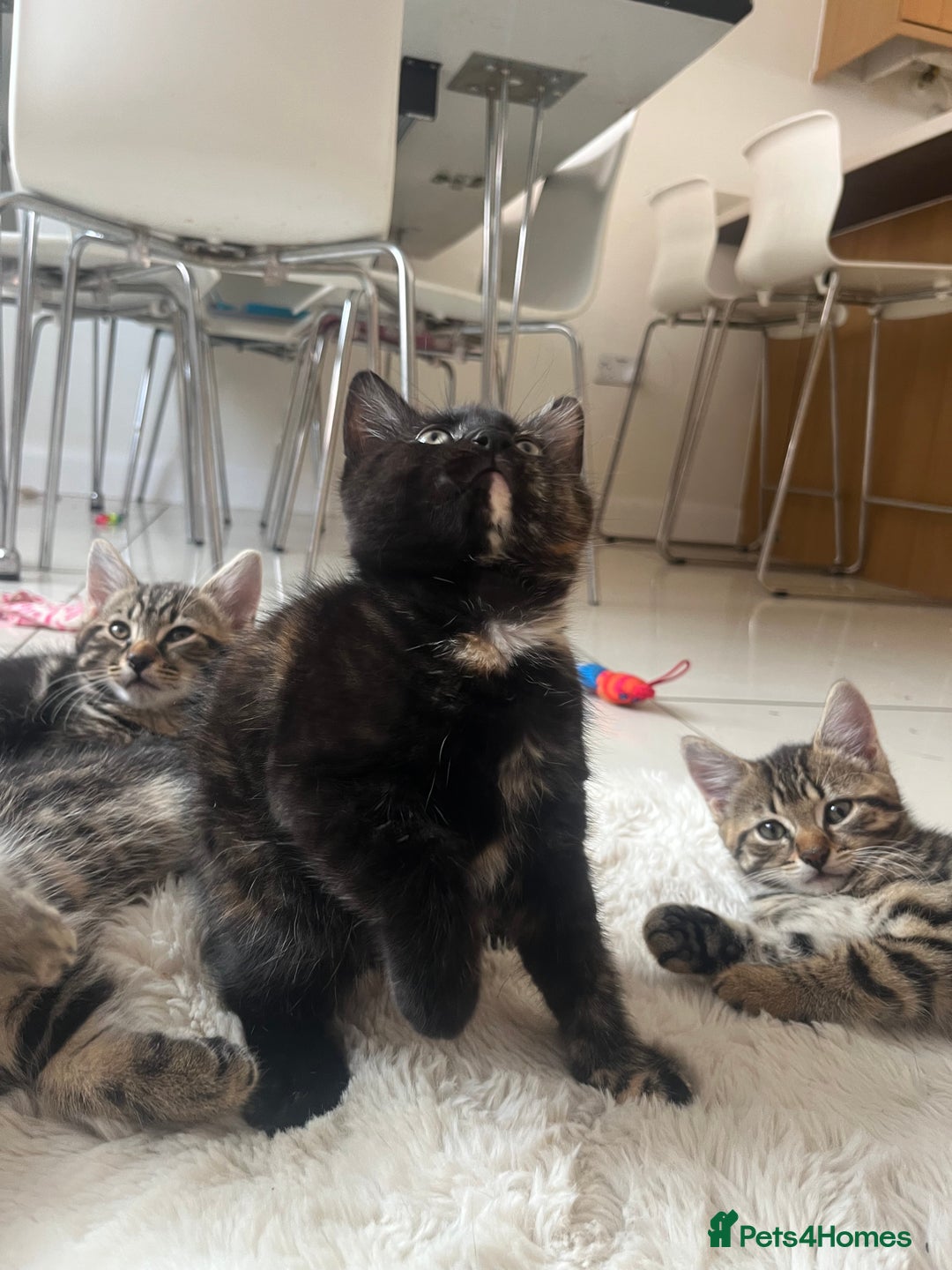 Mixed Breed cats for sale: 5 Adorable Mixed Breed Kittens - Image 8