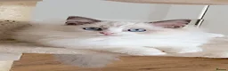Ragdoll cats for sale: INDOOR GCCF REGISTERED RAGDOLL KITTENS - Advert 8