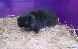 Mini Lop rabbits for sale: Baby Mini Lop ( 8 weeks old ) - Image 2
