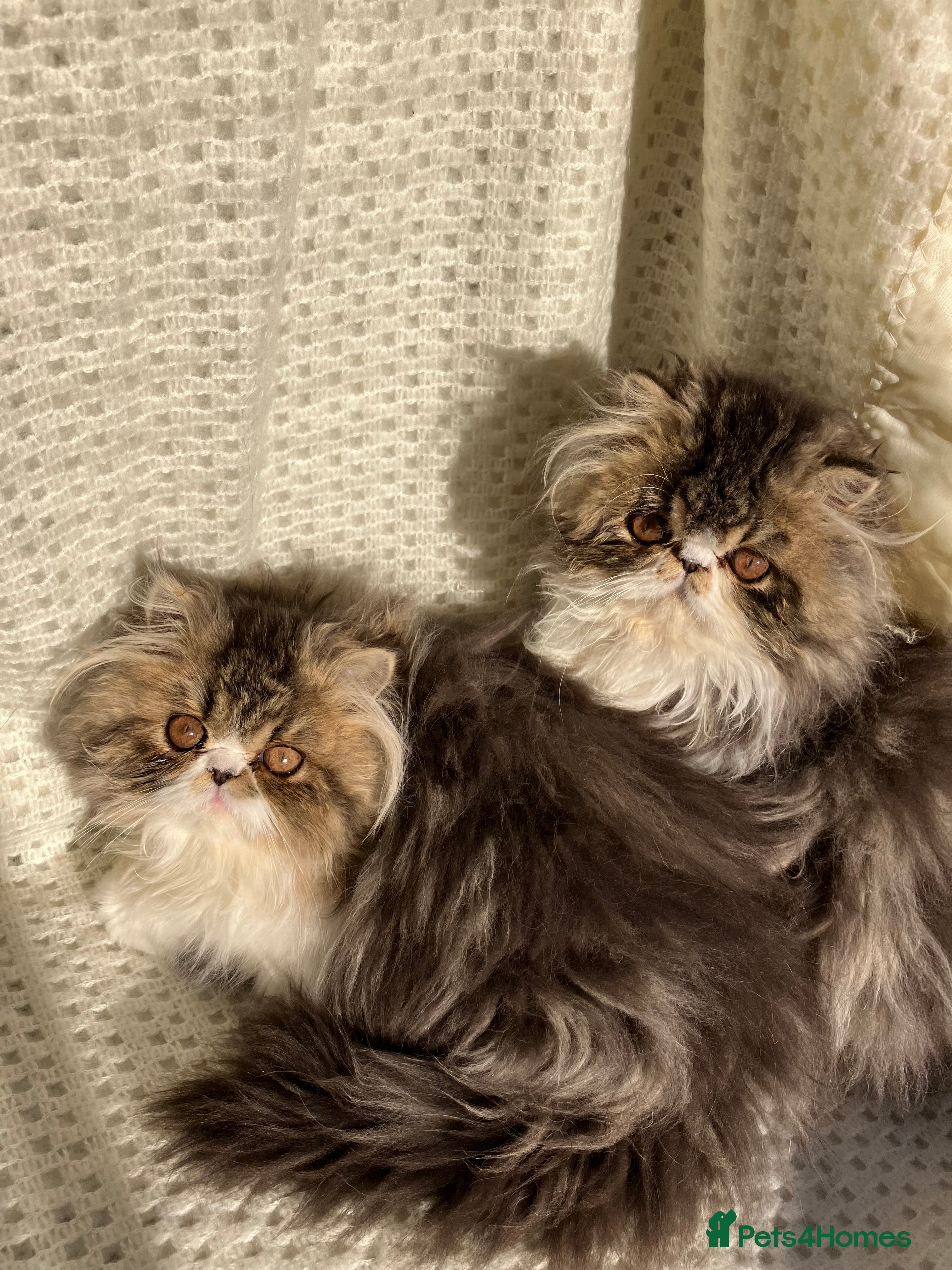 Persian cats Two left GCCF registered Pure Persian Kittens  - Advert 6
