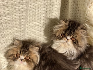 Persian cats Two left GCCF registered Pure Persian Kittens - Advert 1