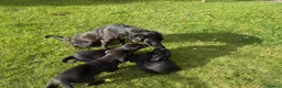 Labrador Retriever dogs for sale: Beautiful Labrador puppies - Advert 7