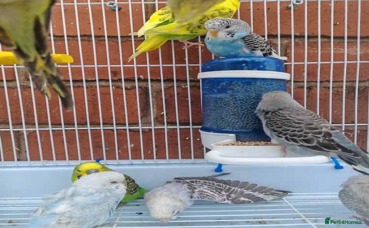 Budgerigars birds - Advert 8