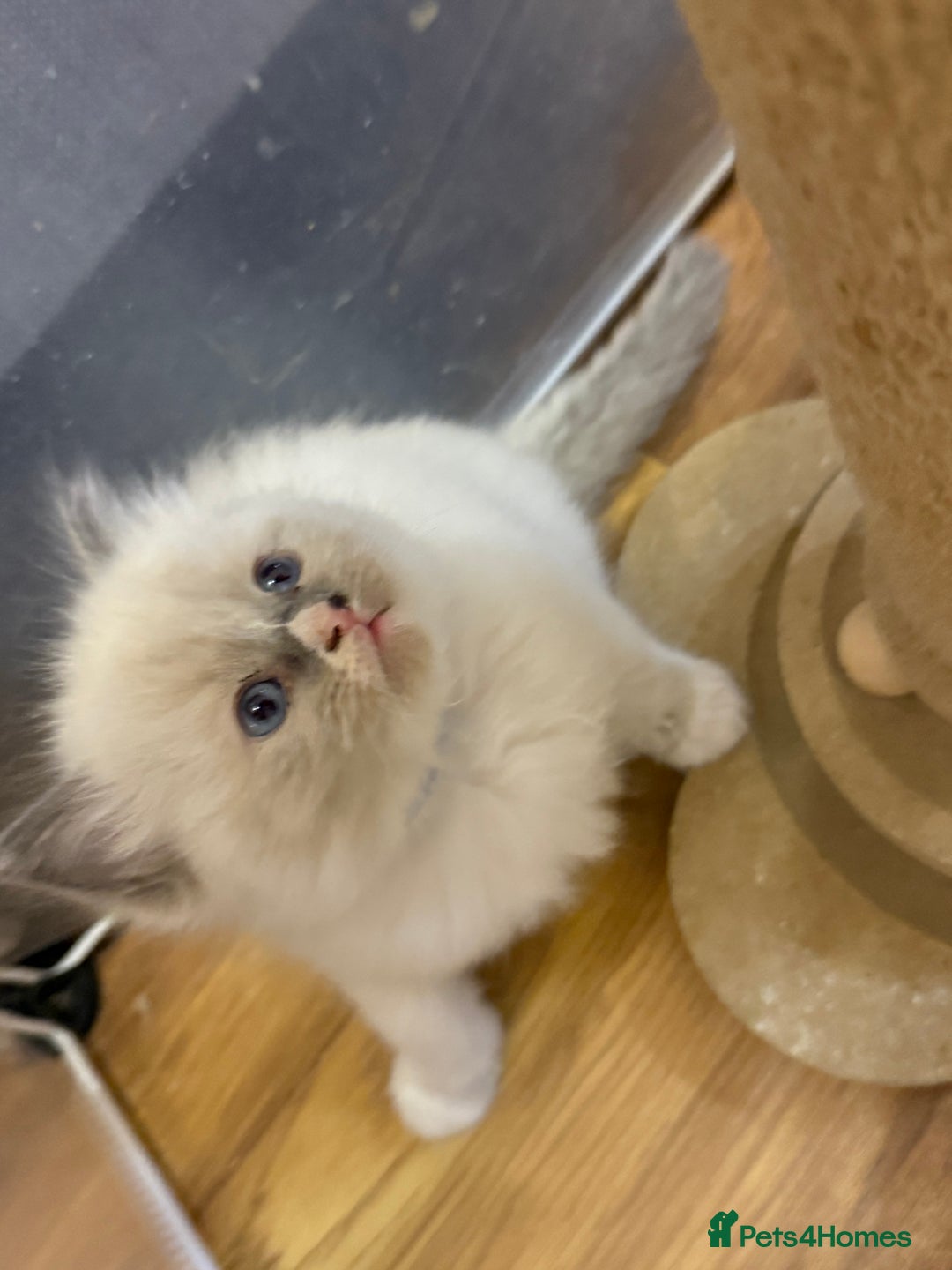 Ragdoll cats for sale: 💕🏅GCCF reg. Champ blood Beautiful Ragdolls 🏅💕 - Advert 15