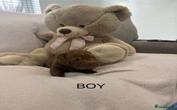 Shar Pei dogs for sale: 🔥 BEAUTIFUL SHARPEI PUPS 🔥  - Image 14