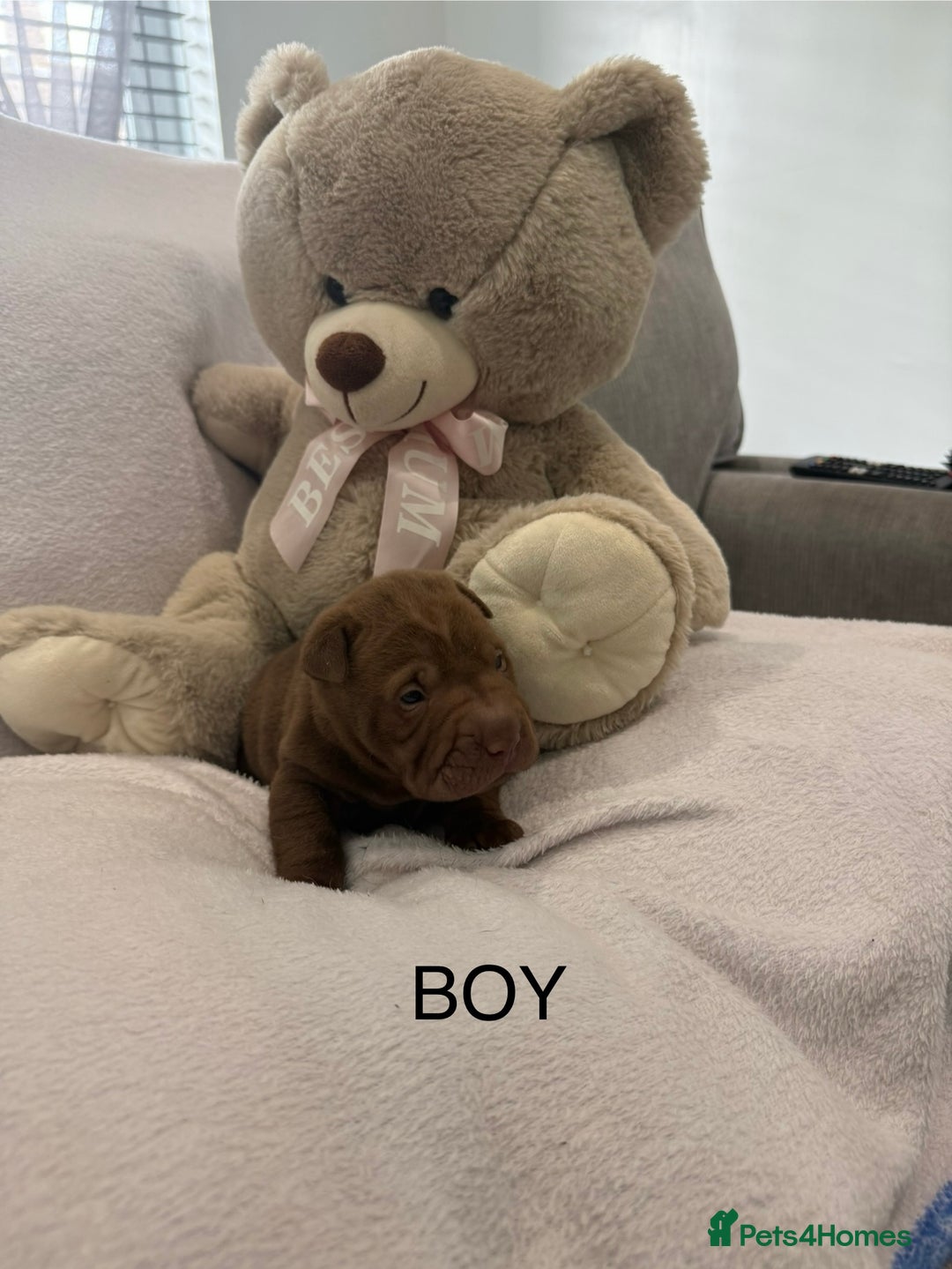 Shar Pei dogs for sale: 🔥 BEAUTIFUL SHARPEI PUPS 🔥  - Image 14