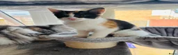 Mixed Breed cats for sale: Beautiful calico kitten READY NOW - Advert 3
