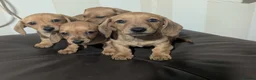 Miniature Dachshund dogs for sale: KC REGISTERED PRA CLEAR  - Advert 6