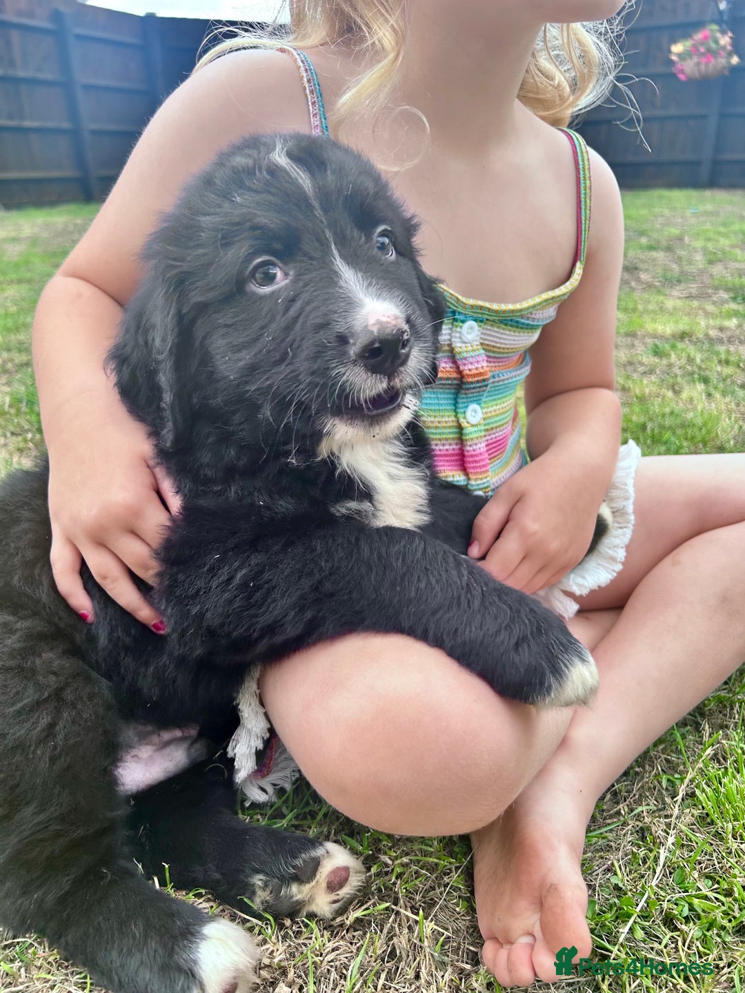 Mixed Breed dogs for sale: Labernese x Bernese mountain dog puppies  - Image 3