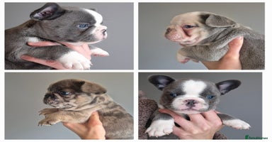 French Bulldog dogs - Advert 9