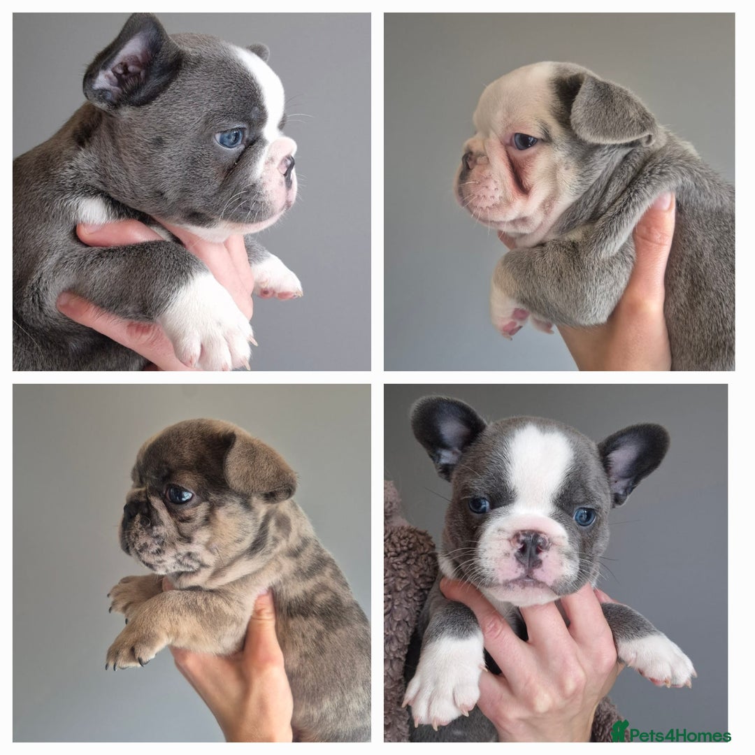 French Bulldog dogs for sale: Husky Panda Koi Frenchie = last 3 ready next week - Image 2