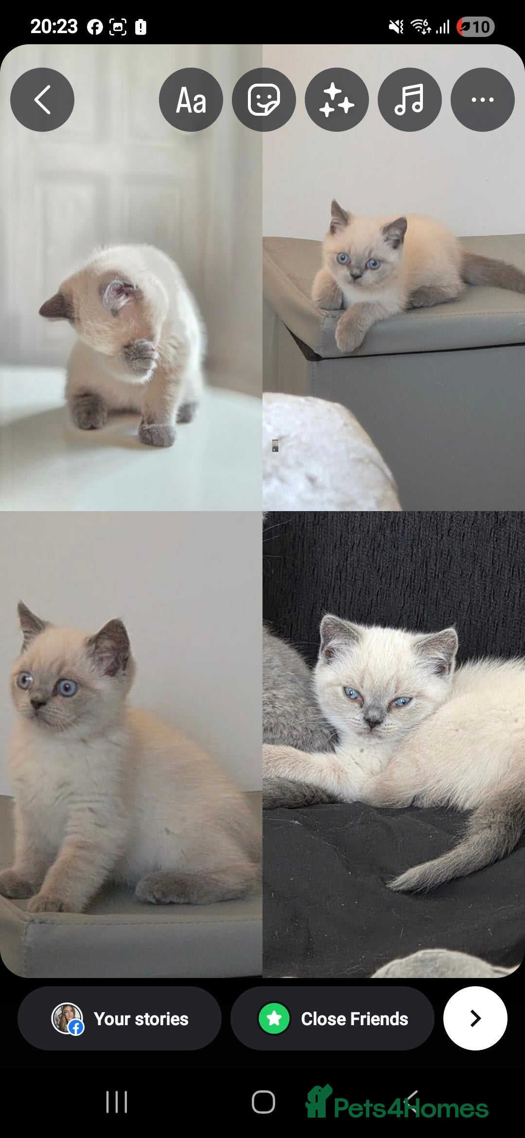 British Shorthair cats for sale: Full breed British short hair in Liverpool - Image 2
