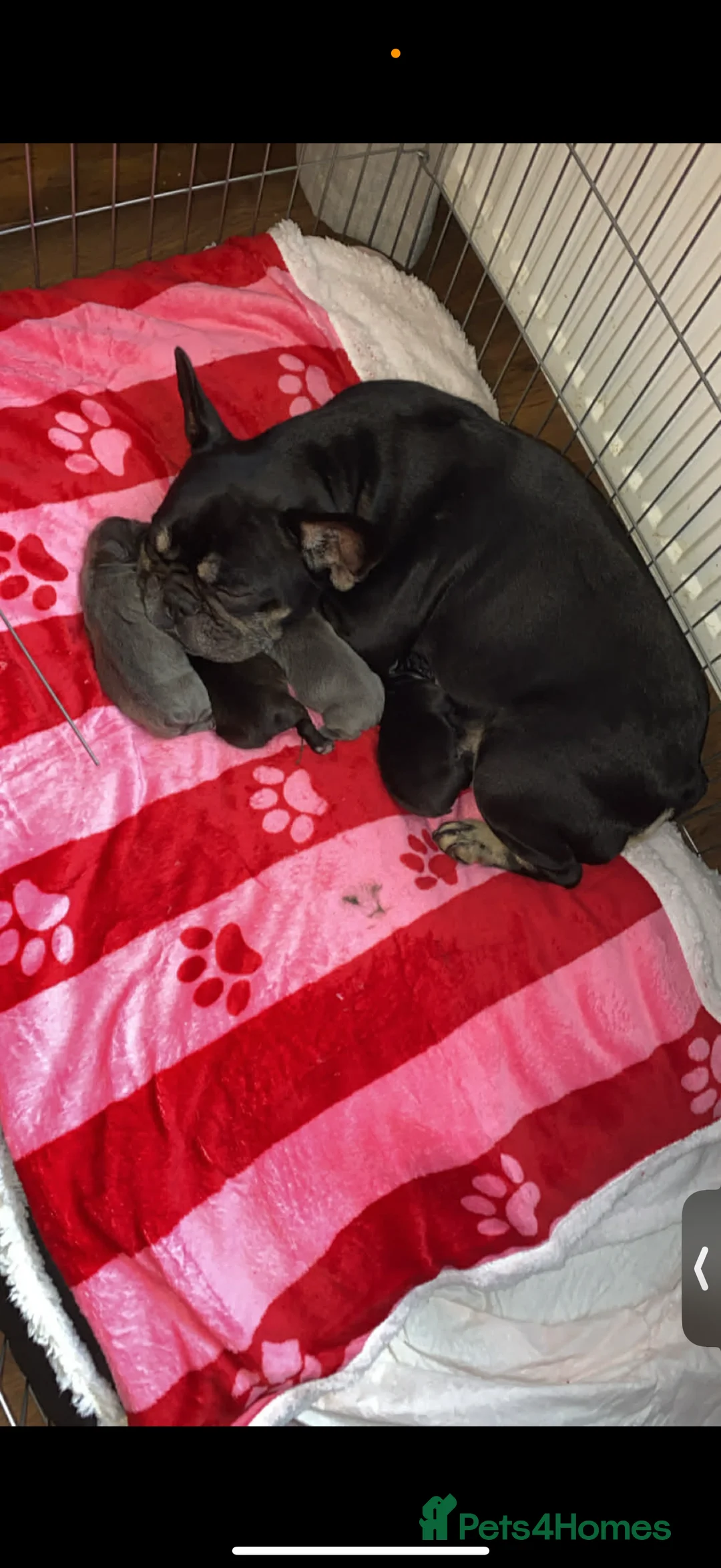 French Bulldog dogs for sale: French bulldog puppy  - Advert 6