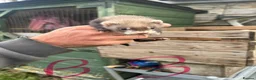 Ferret rodents for sale: Baby ferrets for sale  - Advert 7