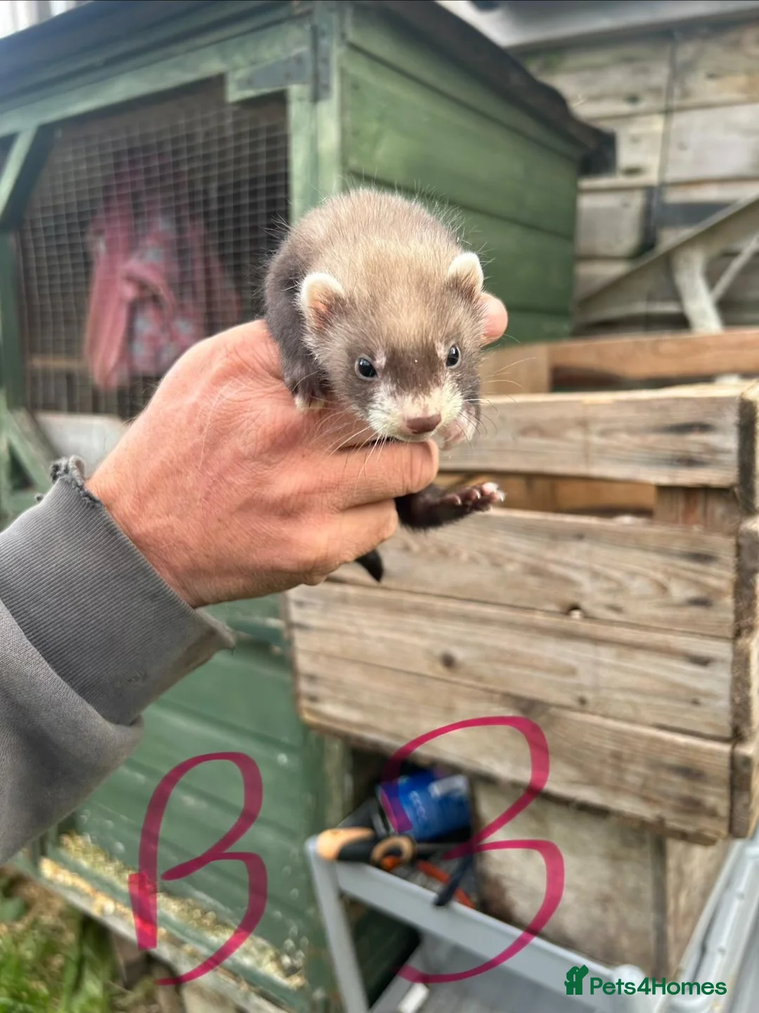 Ferret rodents for sale: Baby ferrets for sale  - Advert 7