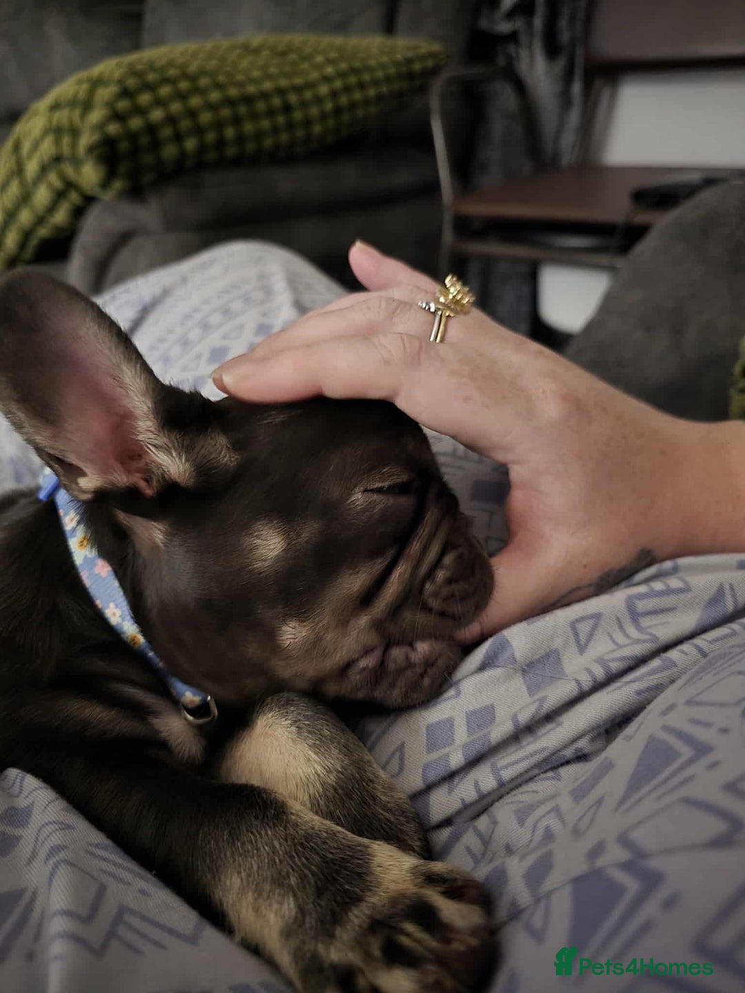 French Bulldog dogs for sale: Bitch Mini french bulldog - Image 4